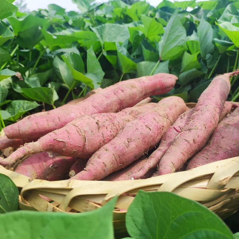 【热卖中】陕西板栗薯现挖现发粉糯香甜一手货源稳定批发电商