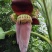 芭蕉花芭蕉花蕾香蕉花蕾