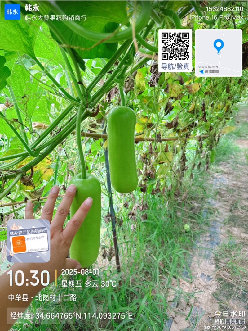 精品翡翠绿瓠子，丝瓜，大量供应，欢迎合作！