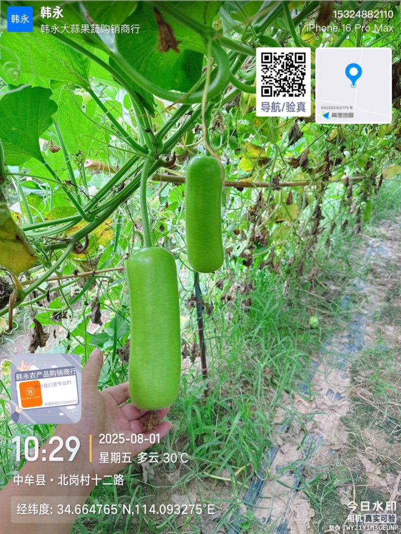 精品翡翠绿瓠子，丝瓜，大量供应，欢迎合作！