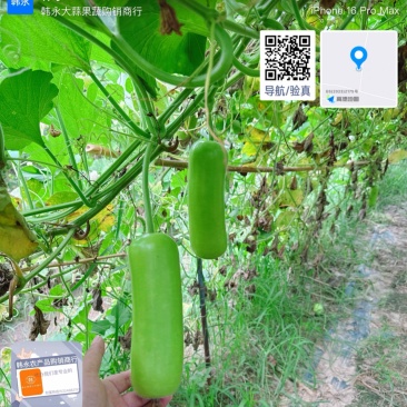 精品翡翠绿瓠子，丝瓜，大量供应，欢迎合作！