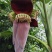 芭蕉花芭蕉花蕾香蕉花蕾