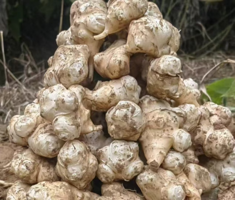 洋姜种子鬼子姜菊芋早熟早熟红洋姜种植回收存储一条龙服务