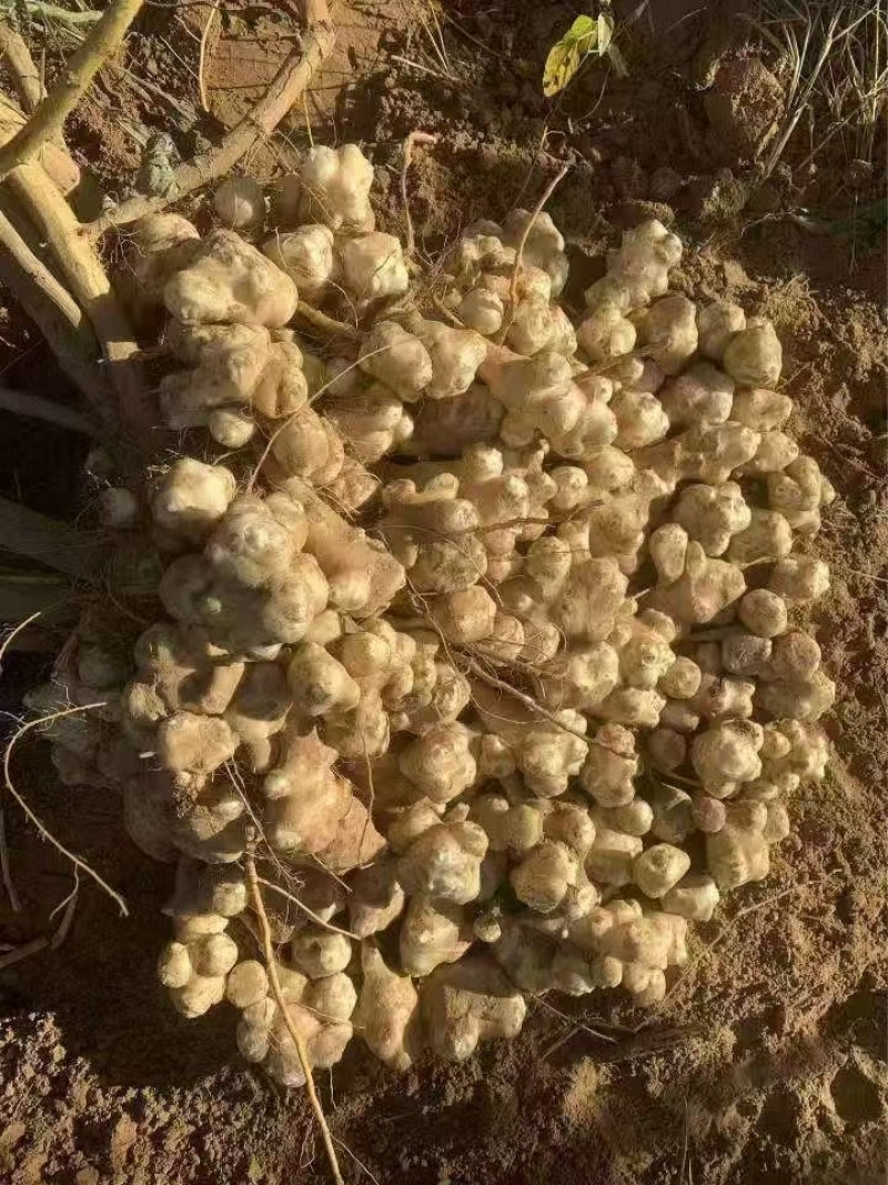 洋姜种子鬼子姜菊芋早熟早熟红洋姜种植回收存储一条龙服务