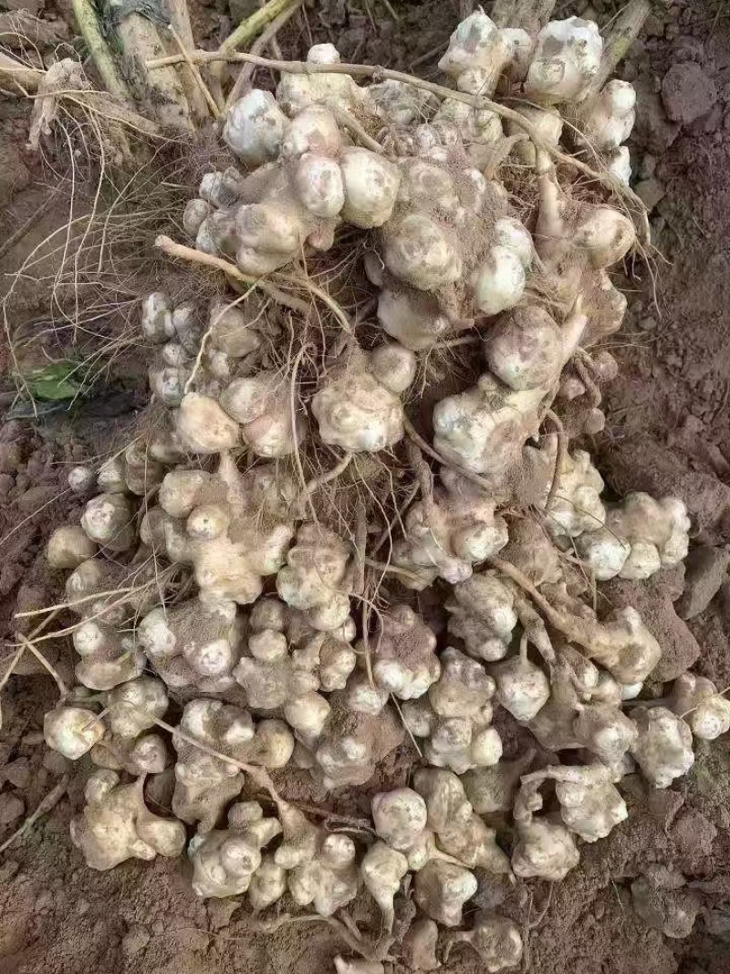 洋姜种子鬼子姜菊芋早熟早熟红洋姜种植回收存储一条龙服务