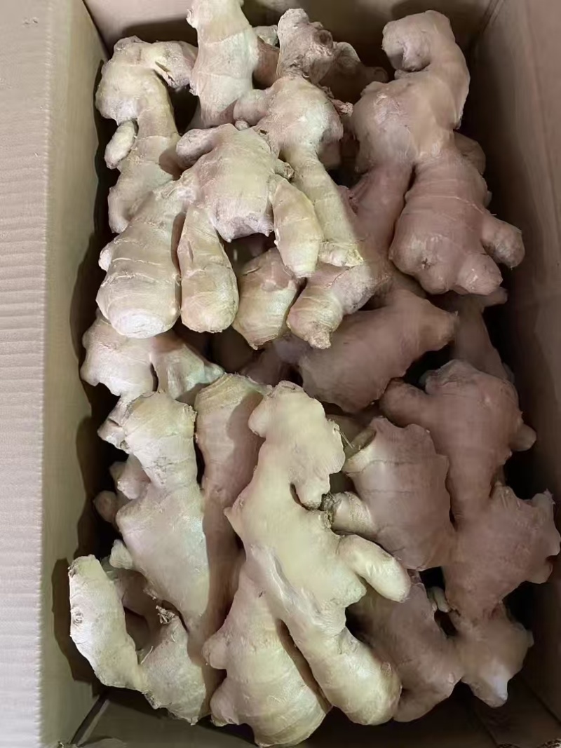 山东大黄姜，产地一手货源，量大优惠，欢迎合作