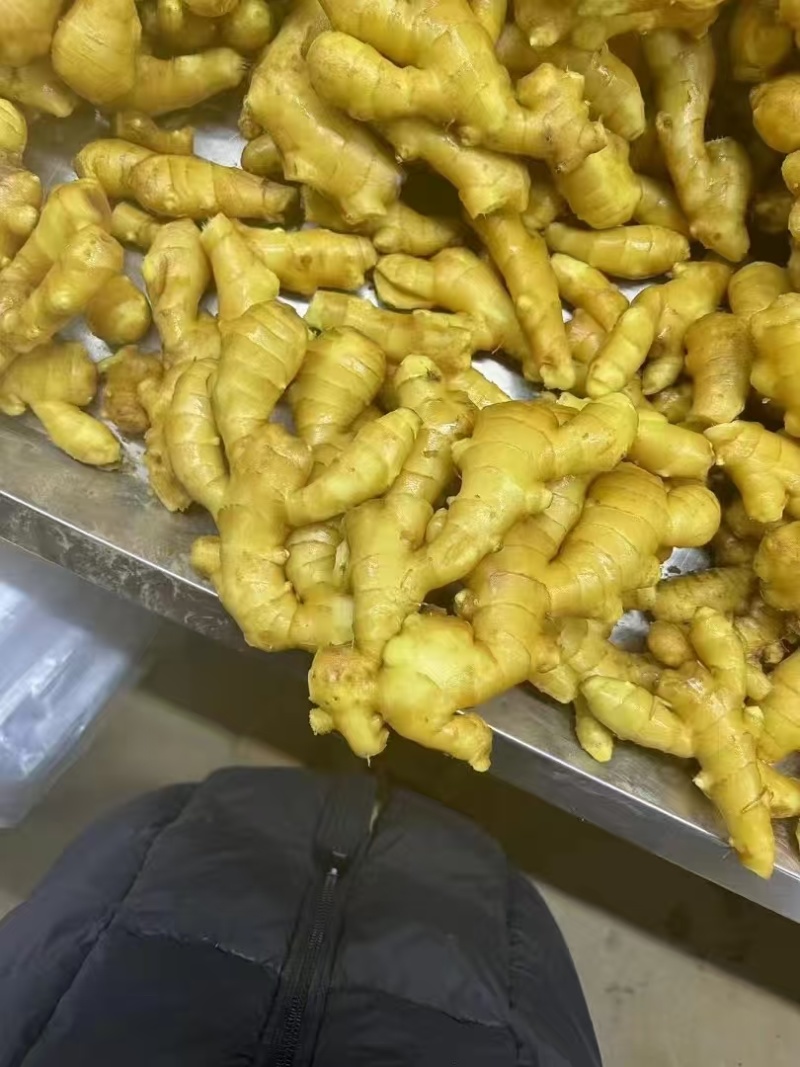 山东大黄姜，产地一手货源，量大优惠，欢迎合作