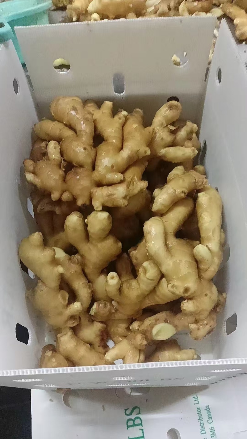 山东大黄姜，产地一手货源，量大优惠，欢迎合作