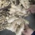 山东大黄姜，产地一手货源，量大优惠，欢迎合作