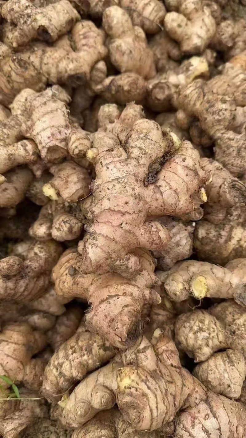 山东大黄姜，产地一手货源，量大优惠，欢迎合作