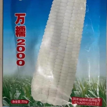 山西忻州糯玉米大量上市品种齐全规格齐全可视频看货