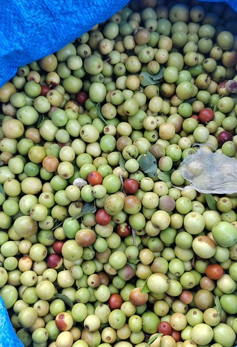 野酸枣，酸枣鲜货，可加工酸枣仁，量大价格优惠，欢迎咨询！