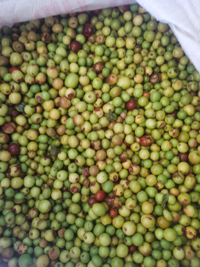野酸枣，酸枣鲜货，可加工酸枣仁，量大价格优惠，欢迎咨询！