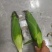 山西忻州糯玉米大量上市品种齐全规格齐全可视频看货