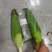 山西忻州糯玉米大量上市品种齐全规格齐全可视频看货