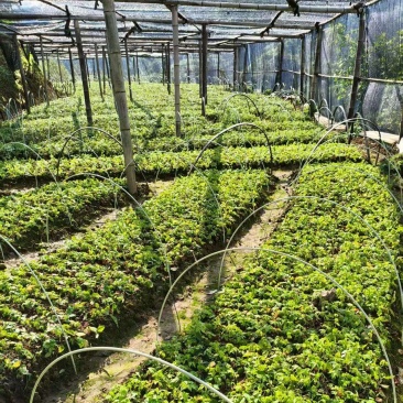 产地小叶紫藤三叶青苗，釆用母本藤育苗，基地直发，全国批发