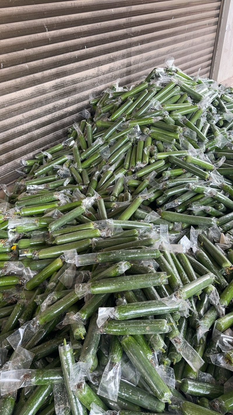 热销广西（万亩基地）长丝瓜质量保证