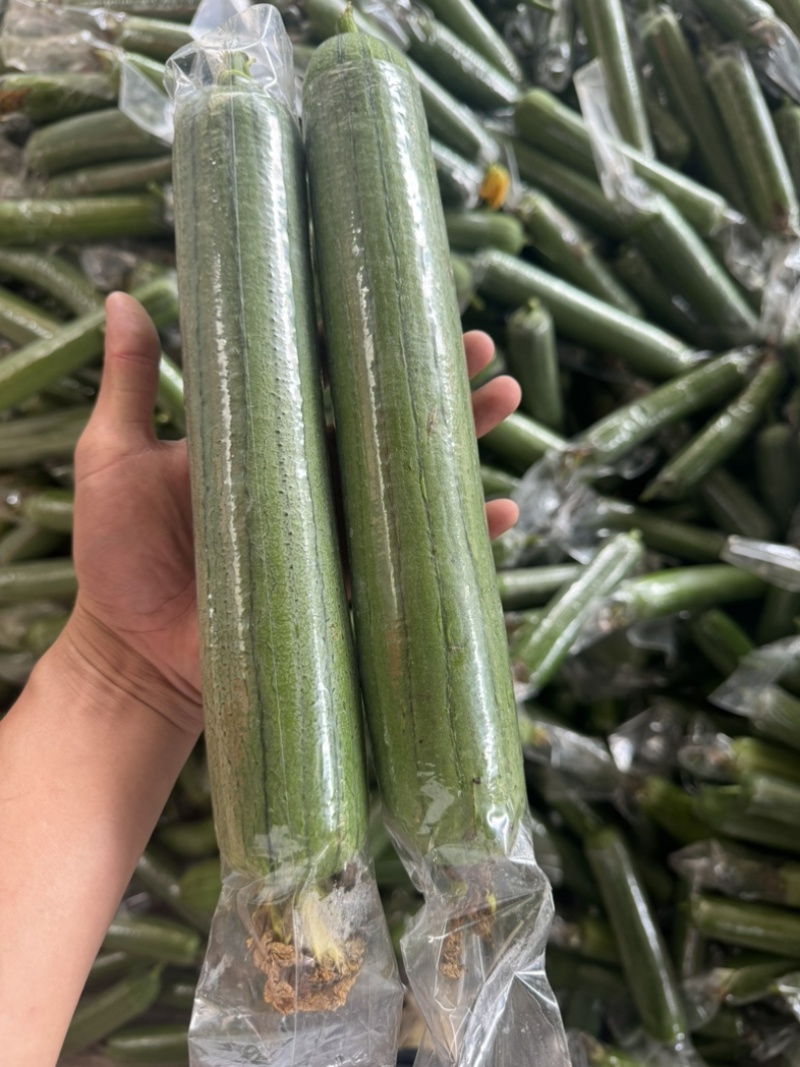 热销广西（万亩基地）长丝瓜质量保证