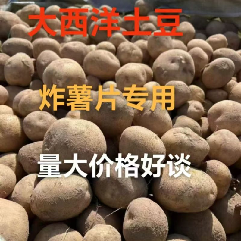精品土豆应季土豆长期供应量大优惠货源充足质量保证