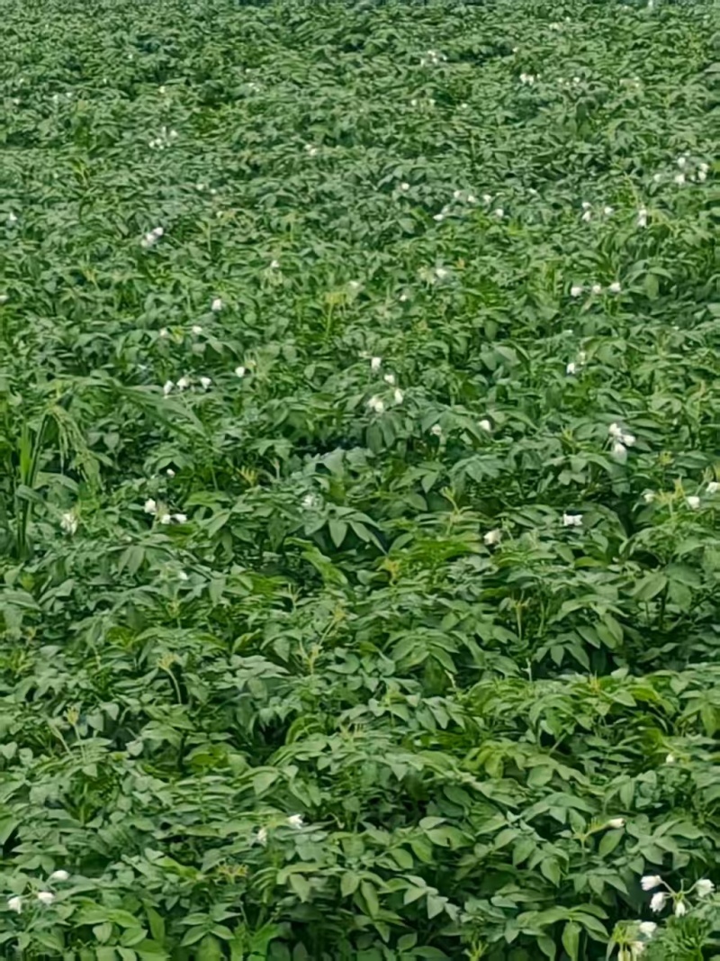 精品土豆应季土豆长期供应量大优惠货源充足质量保证