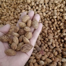 桃核桃仁，毛桃核一手货源产地直发