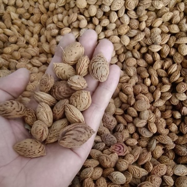 桃核桃仁，毛桃核一手货源产地直发