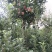 鲁丽苹果