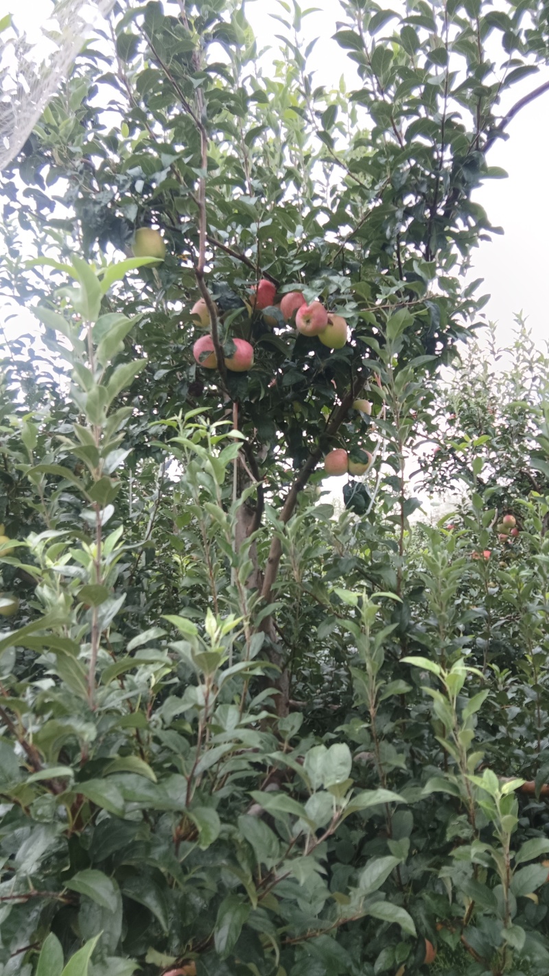 鲁丽苹果