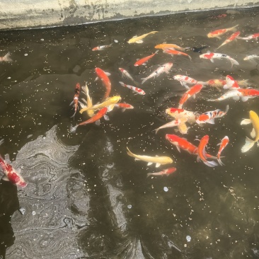 北京昌平锦鲤批发