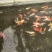 北京昌平锦鲤批发