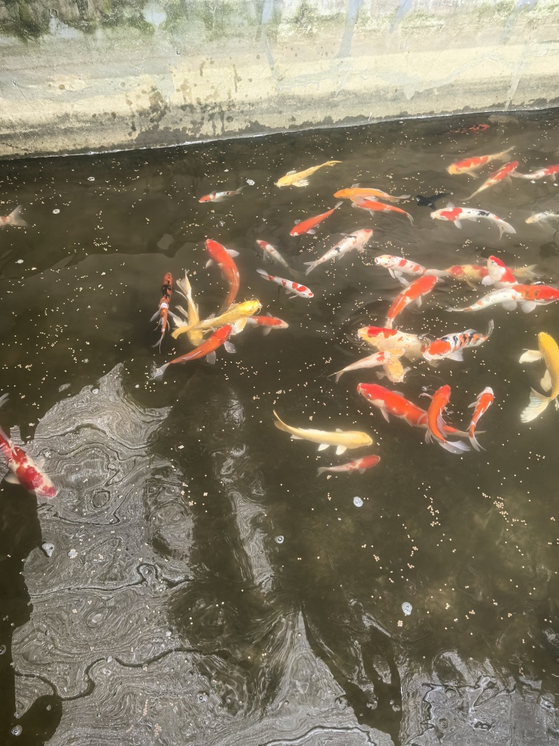 北京昌平锦鲤批发