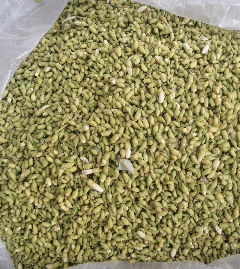 山西金槐米直接电话联系***********