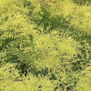 山西金槐米直接电话联系***********