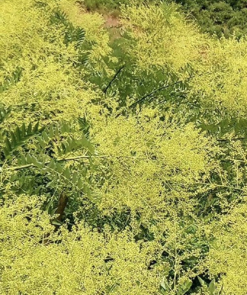 山西金槐米直接电话联系***********