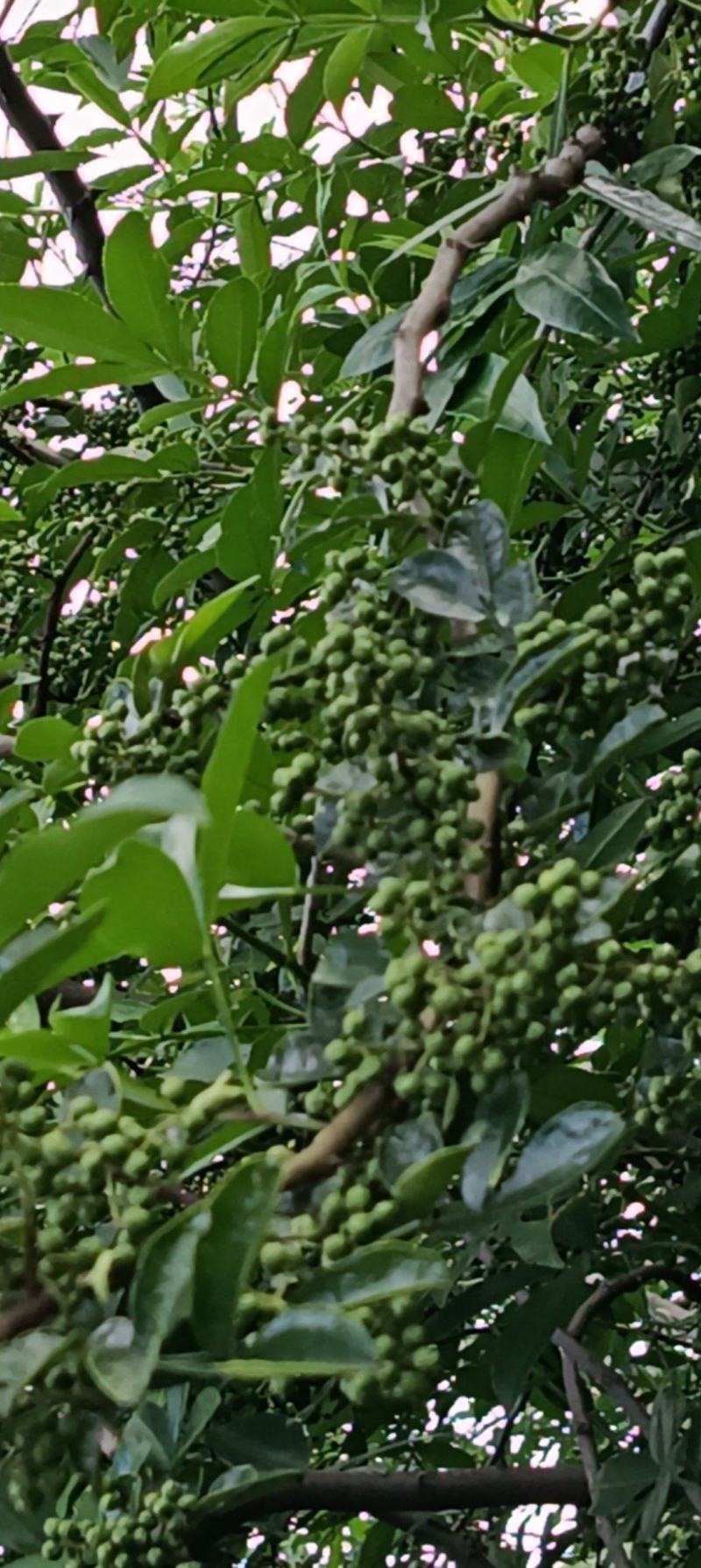 花椒