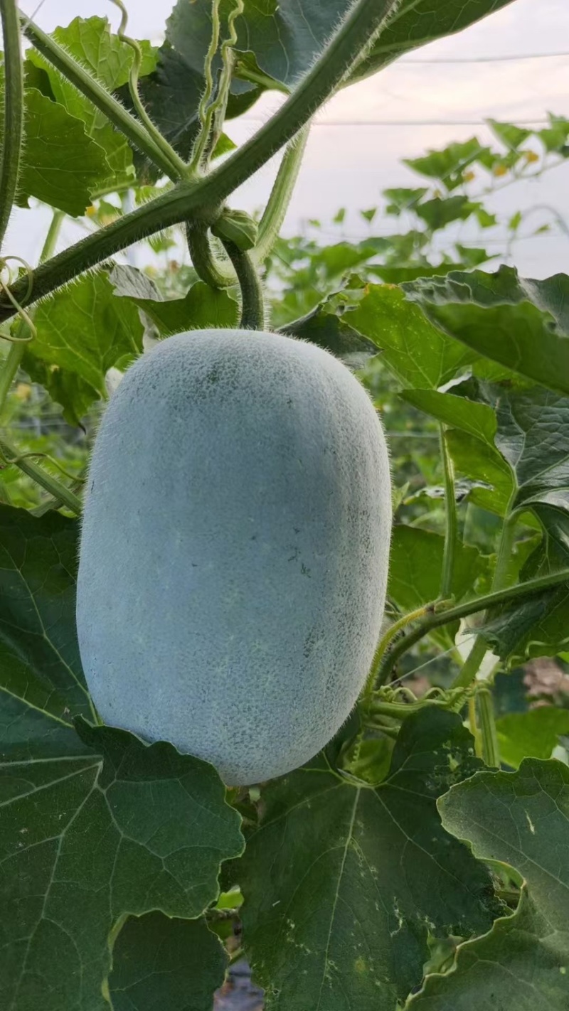 【热卖】水果吊冬瓜基地直销量大质优价格优惠一手货源