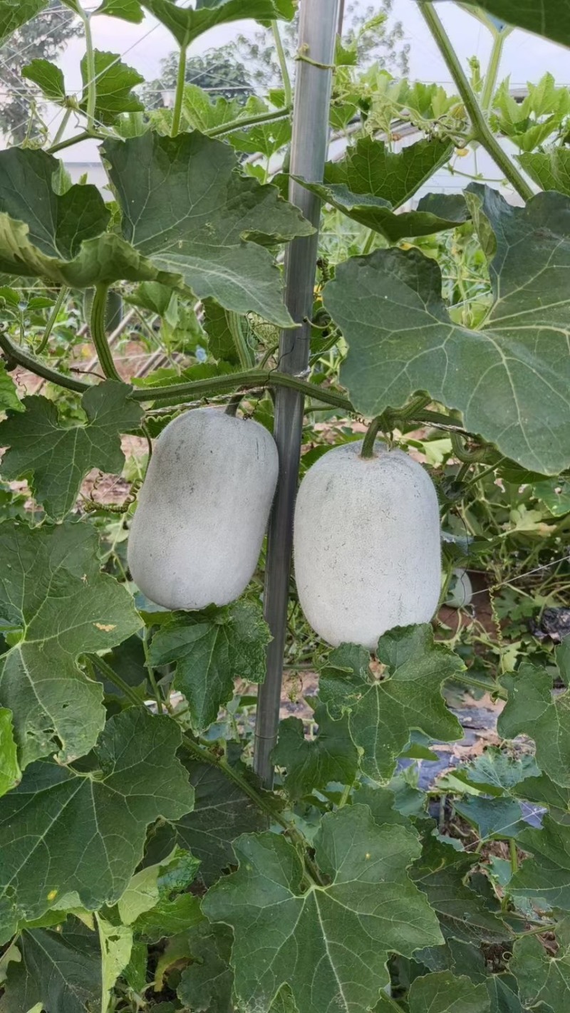 【热卖】水果吊冬瓜基地直销量大质优价格优惠一手货源