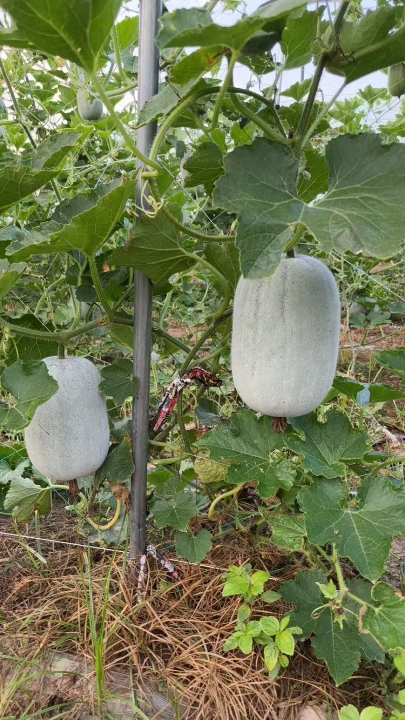 【热卖】水果吊冬瓜基地直销量大质优价格优惠一手货源