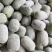 【热卖】水果吊冬瓜基地直销量大质优价格优惠一手货源