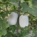 【热卖】水果吊冬瓜基地直销量大质优价格优惠一手货源
