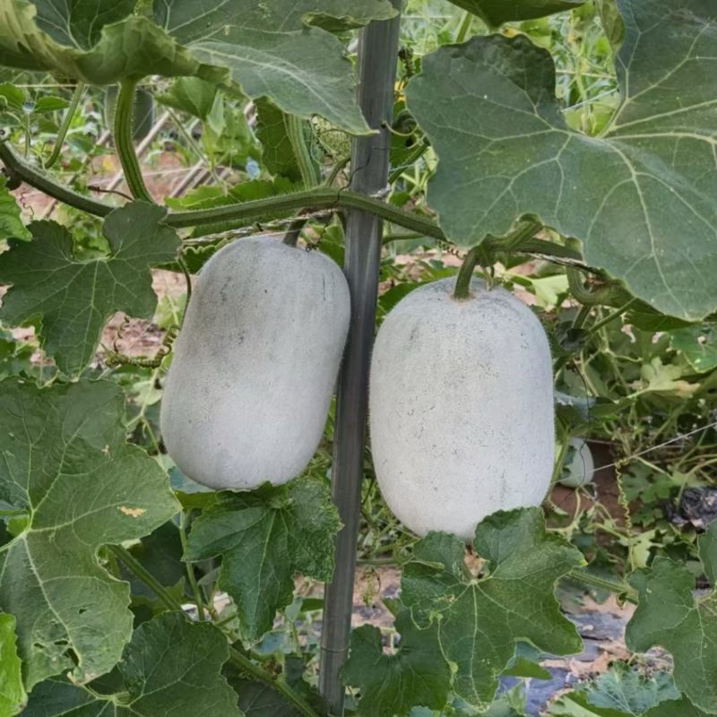 【热卖】水果吊冬瓜基地直销量大质优价格优惠一手货源