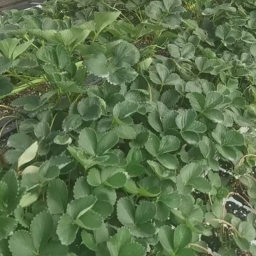 宁玉草莓苗【提供技术】成活率高价格面议来电咨询