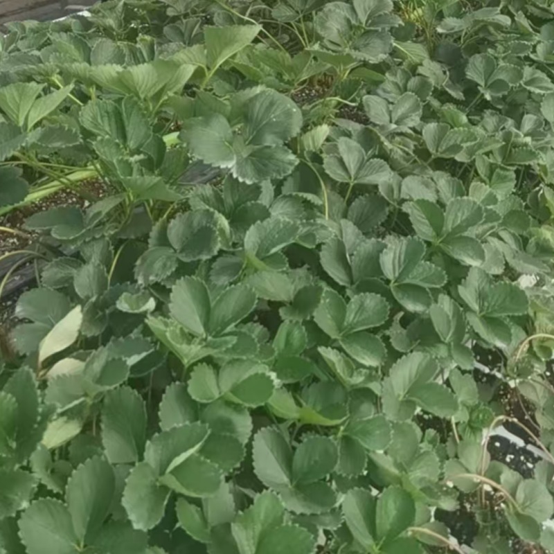 宁玉草莓苗【提供技术】成活率高价格面议来电咨询
