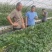 妙香草莓苗品种都有联系我发货包成活包新鲜