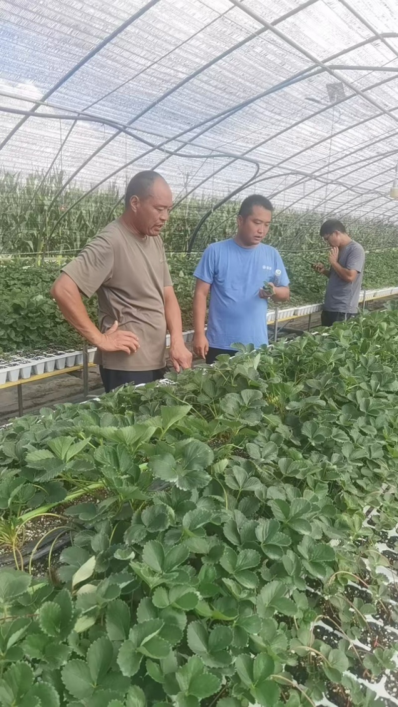 妙香草莓苗品种都有联系我发货包成活包新鲜