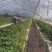 妙香草莓苗品种都有联系我发货包成活包新鲜