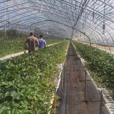 妙香草莓苗品种都有联系我发货包成活包新鲜