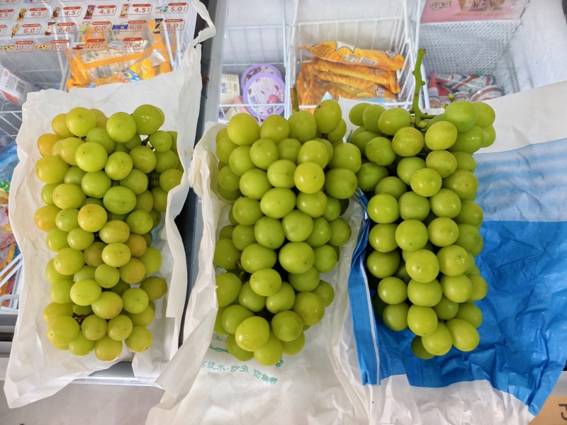 阳光玫瑰