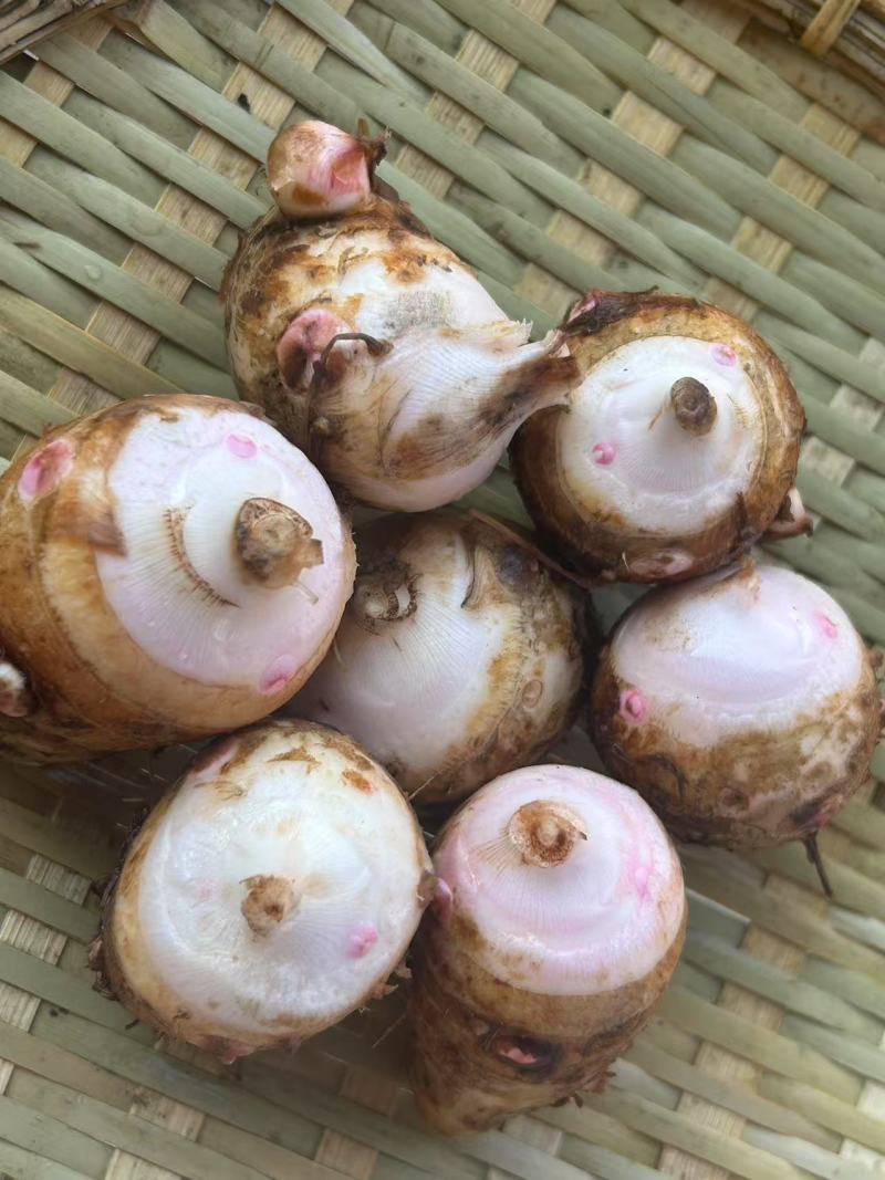 精品红芽芋头货源充足产地供应诚信经营欢迎咨询