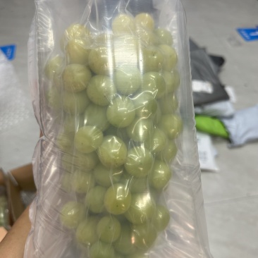 阳光玫瑰